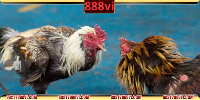 Hệ thống kèo hiển thị tỷ lệ minh bạch, thưởng lớn