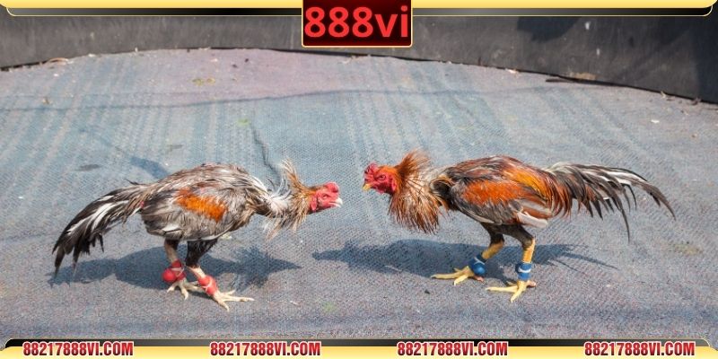 Hội viên trải nghiệm đa dạng thể loại chuyên nghiệp