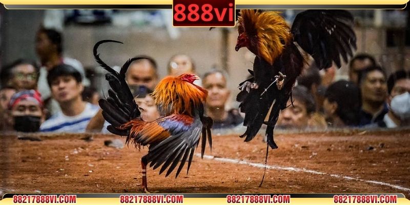 Nhận diện dấu hiệu đáng ngờ khi xem đá gà