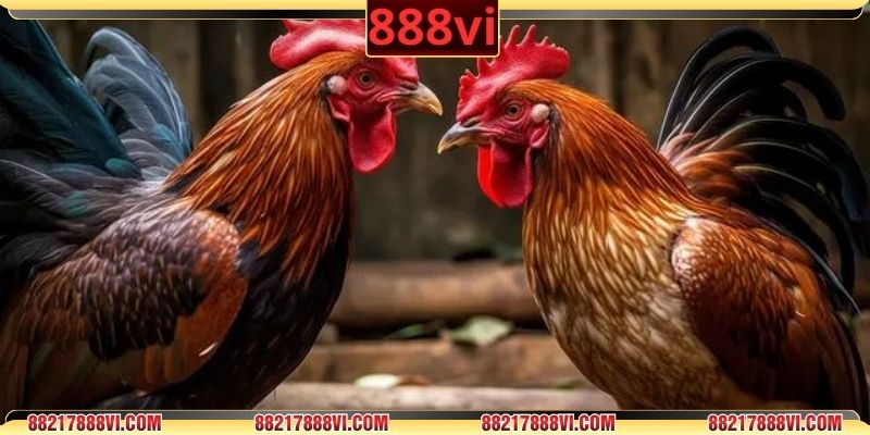 Những hình thức thi đấu gà chọi phổ biến tại Campuchia