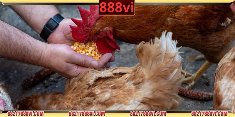 Sử dụng đúng liều, kết hợp dinh dưỡng chiến kê hiệu quả