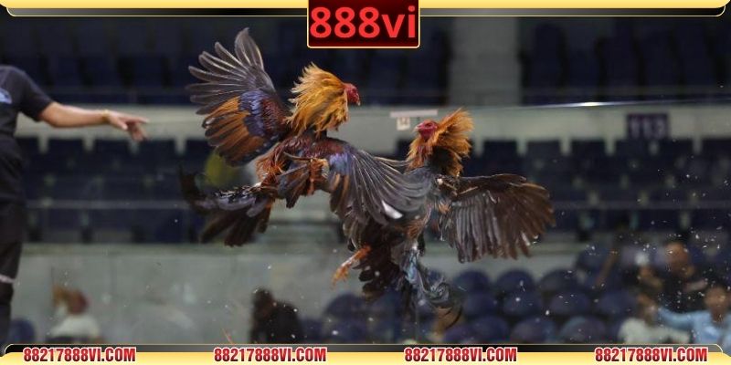 Tìm hiểu cơ sở vật chất và luật lệ trường gà