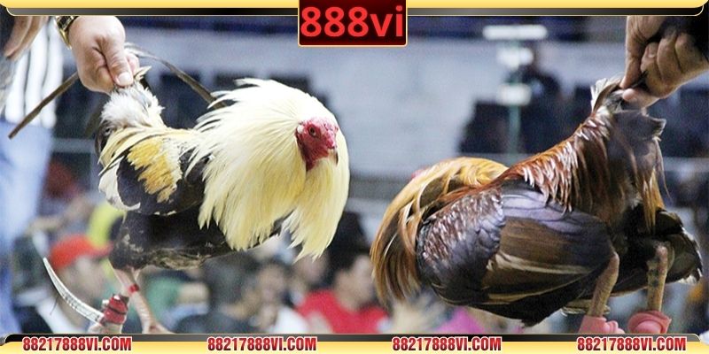 Tổng quan chi tiết về các trường gà Campuchia