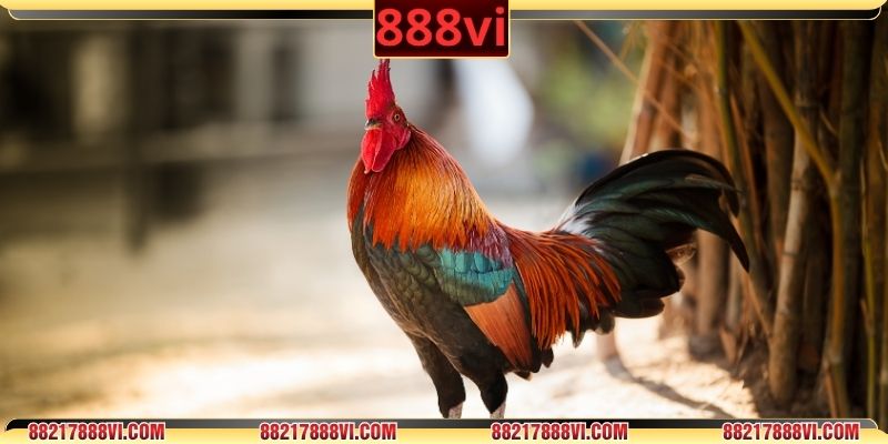 Từng nhóm thuốc kiểm soát, bảo vệ sức khỏe chiến kê